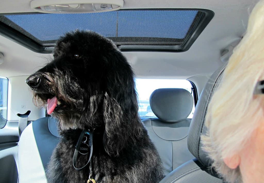"I call this photo 'Driving Miss Benni' and it's one of the Little Things that makes me happy..."                                            (by Benni Girl)