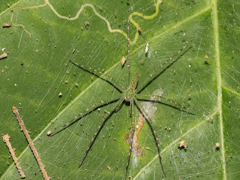 Northern Lined Hygropoda 9907