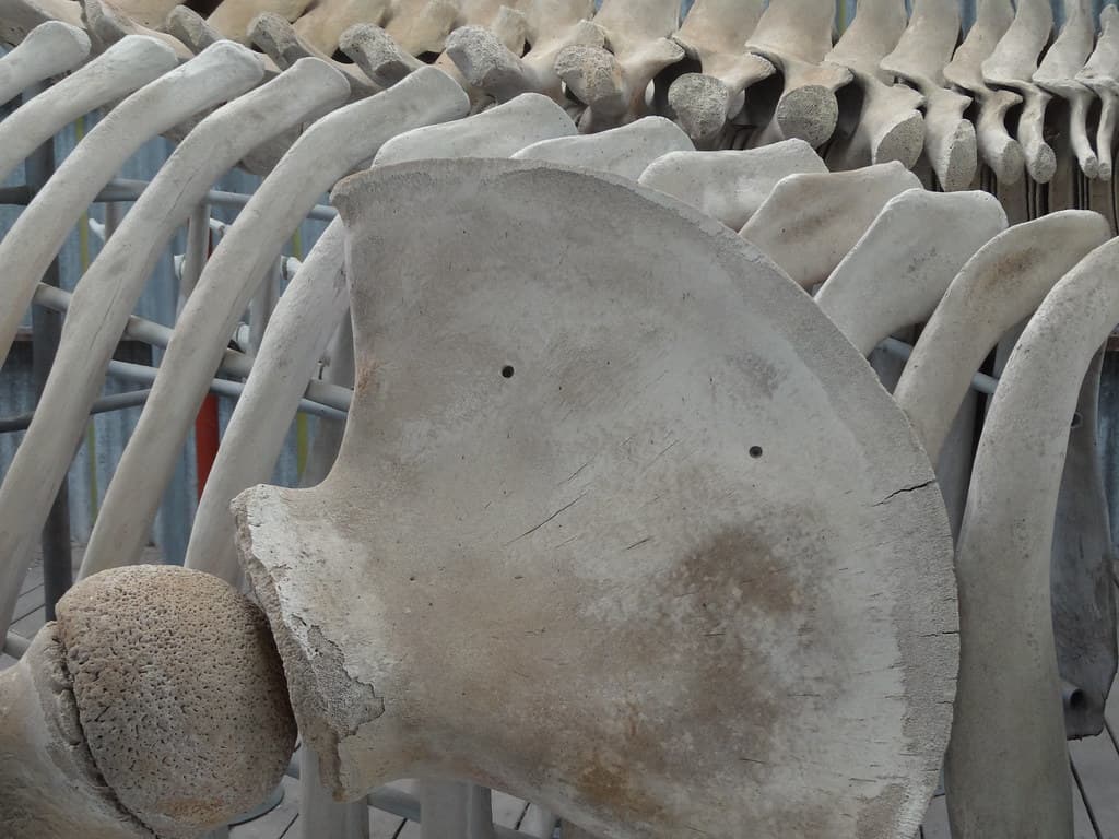 Albany Whale World.Whale skeleton exhibit