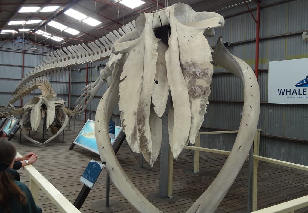 Albany Whale World. Whale skeleton exhibit. Pigmy Blue whale 72 feet long.