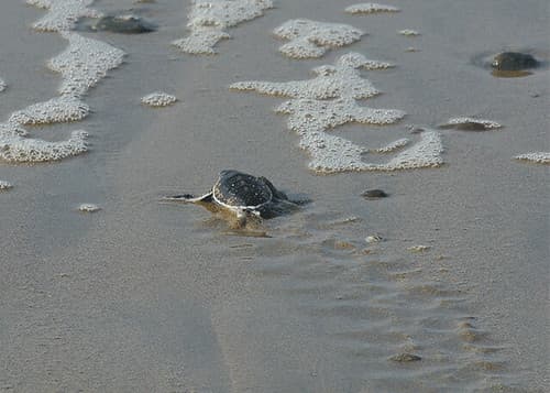 floppin' to the sea