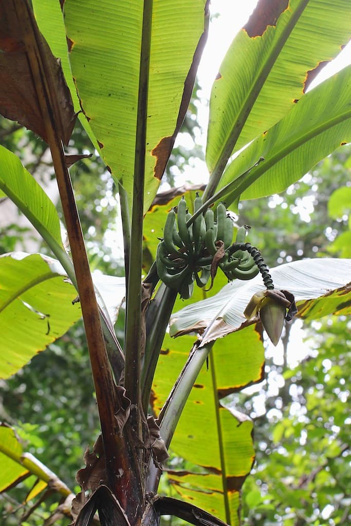 Wild bananas 9976
