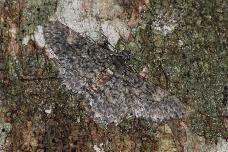 Camo moth 9849