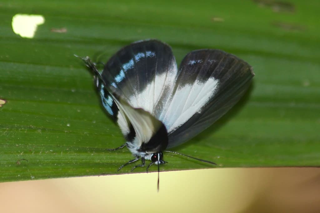 Tailed Green-banded Blue 9807