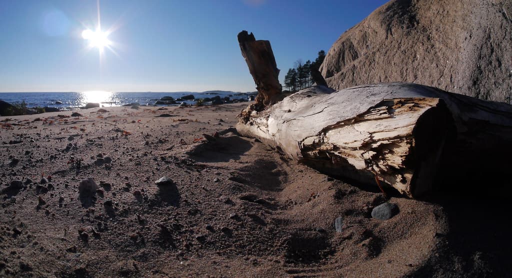 A driftwood has beached at Kaunissaari, Sipoo, Finland.