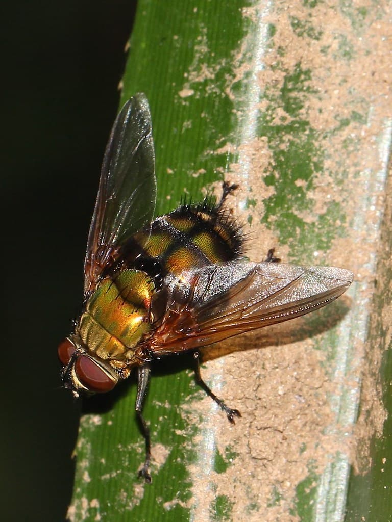 Tachinid 9891