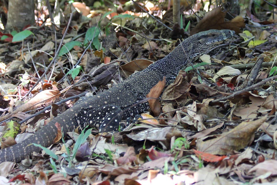 Goanna shedding its skin 9789