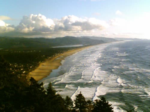 Manzanita