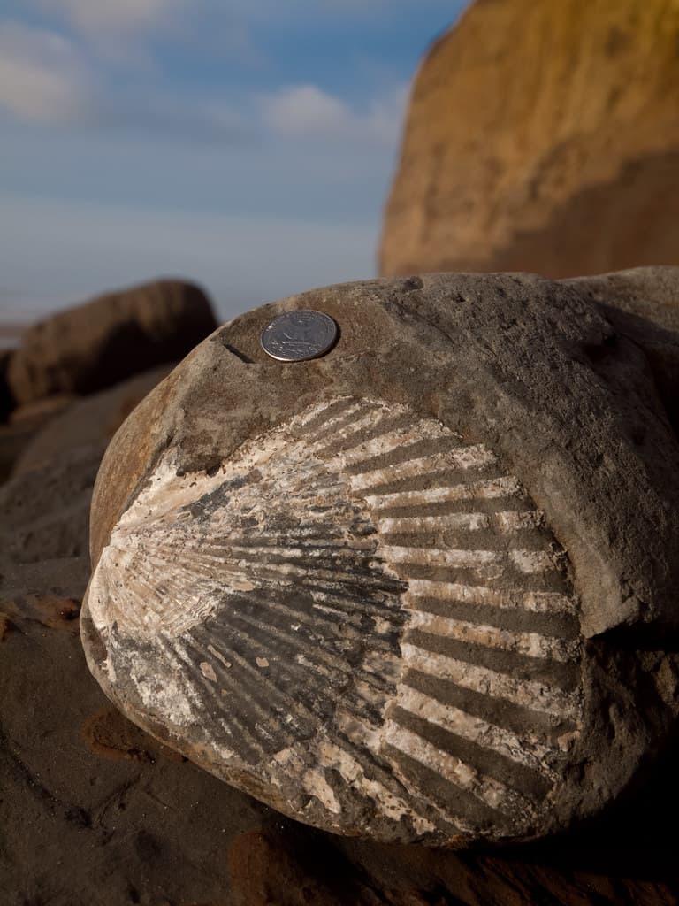 Huge Sea Shell Fossil