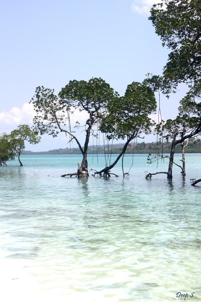 Trees on the beach @ Radhanagar Beach