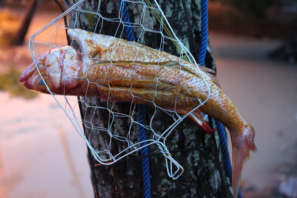 catch of the day