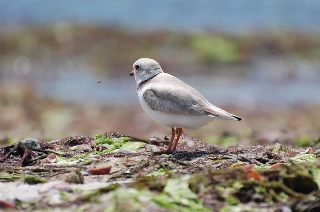 Piping Plover