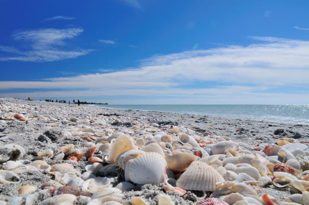Tons of shells on Bowman's beach