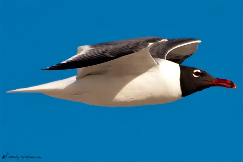 franklin's gull