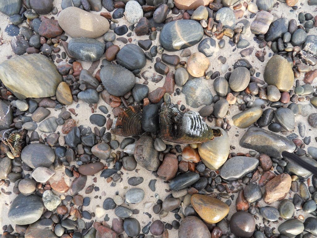 Cromarty Beach — photo by stumpsaver