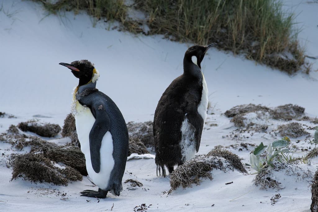 King Penguins