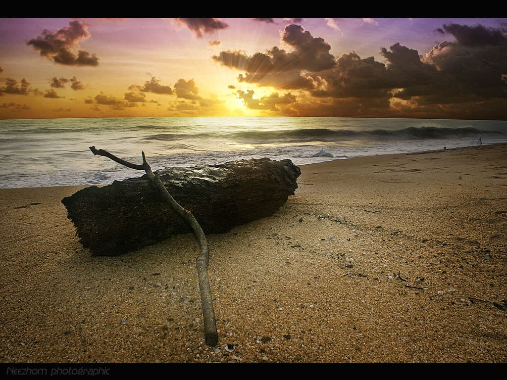 Thick and thin tree branches with sunrise