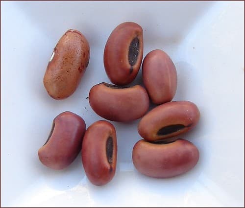 Seeds of Beach coral tree - Erythrina variegata