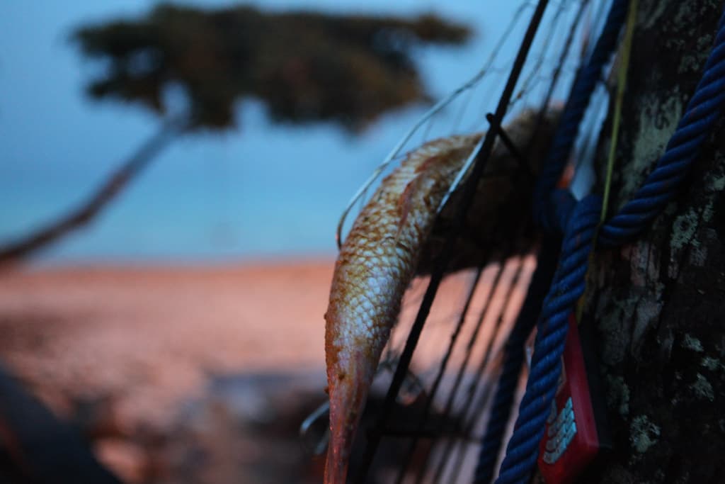 catch of the day