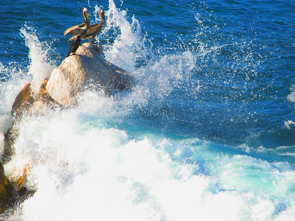 Big waves, brave birds