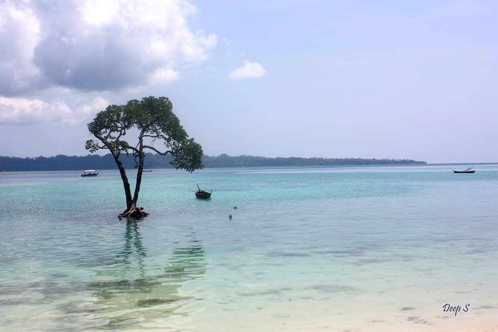 Lonely Tree
