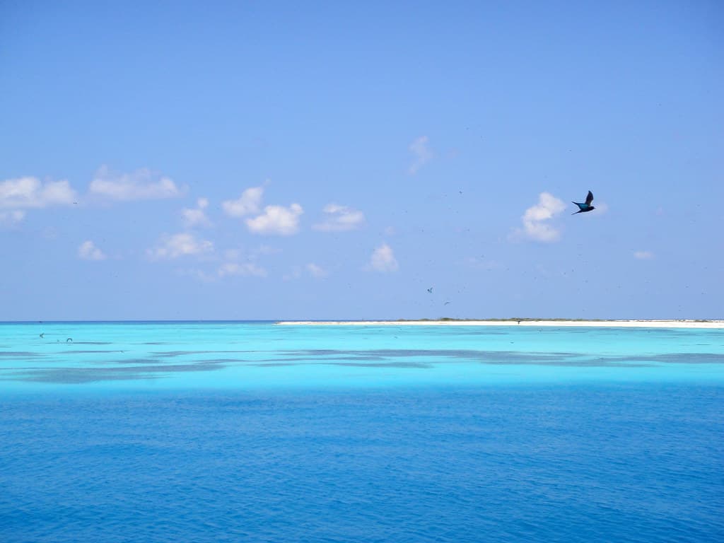Birds on Bush Key, Dry Tortugas National Park