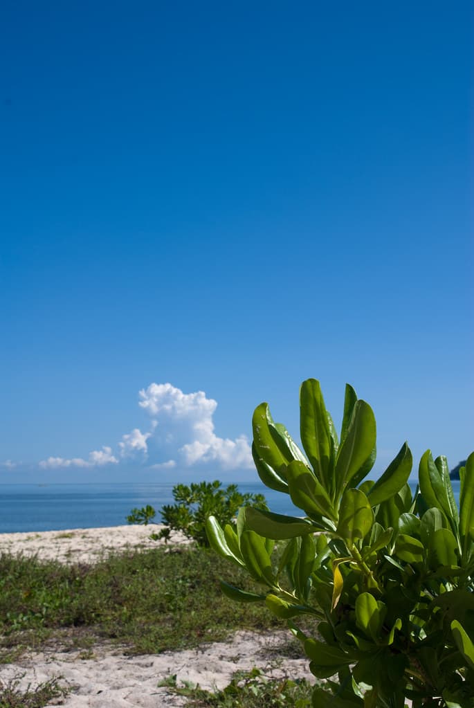 Pantai Kerachut