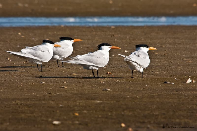 royal tern