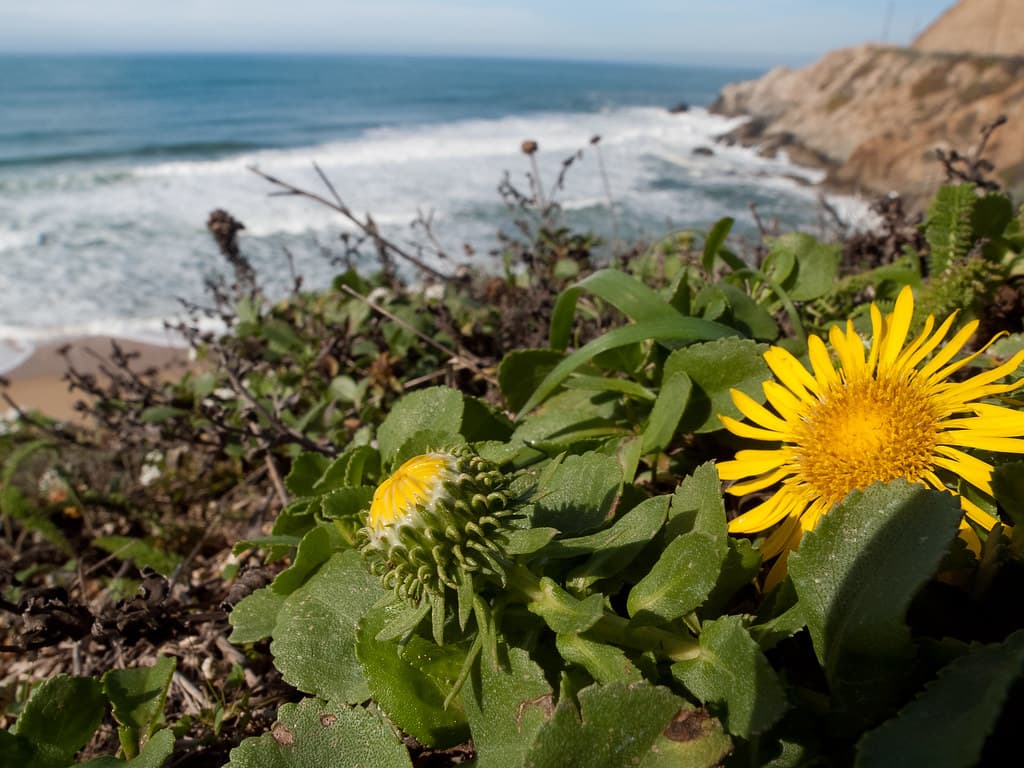 Gum Plant (Grindelia hirsutula)
