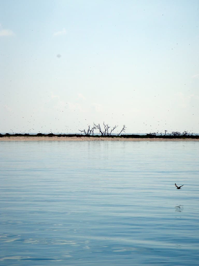 Birds on Bush Key, Dry Tortugas National Park