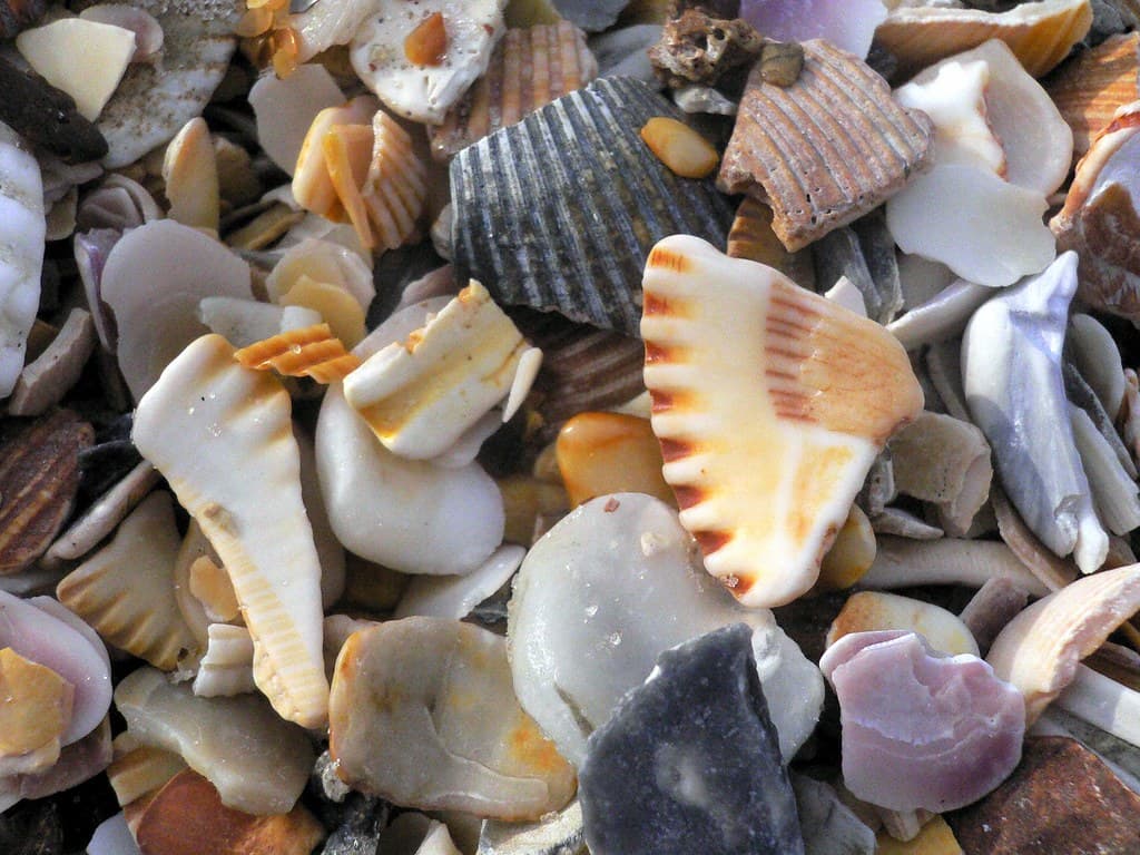 Shell Shocked