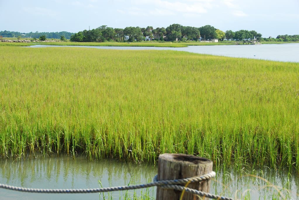 Wetlands