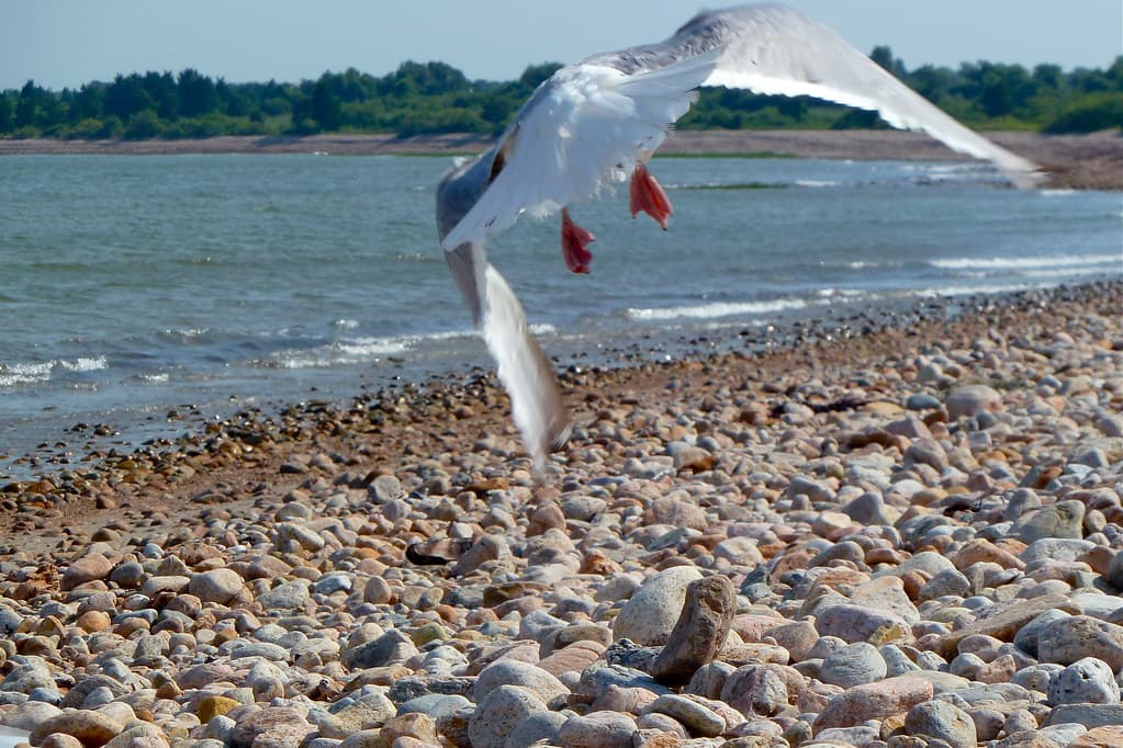Seagull flying away