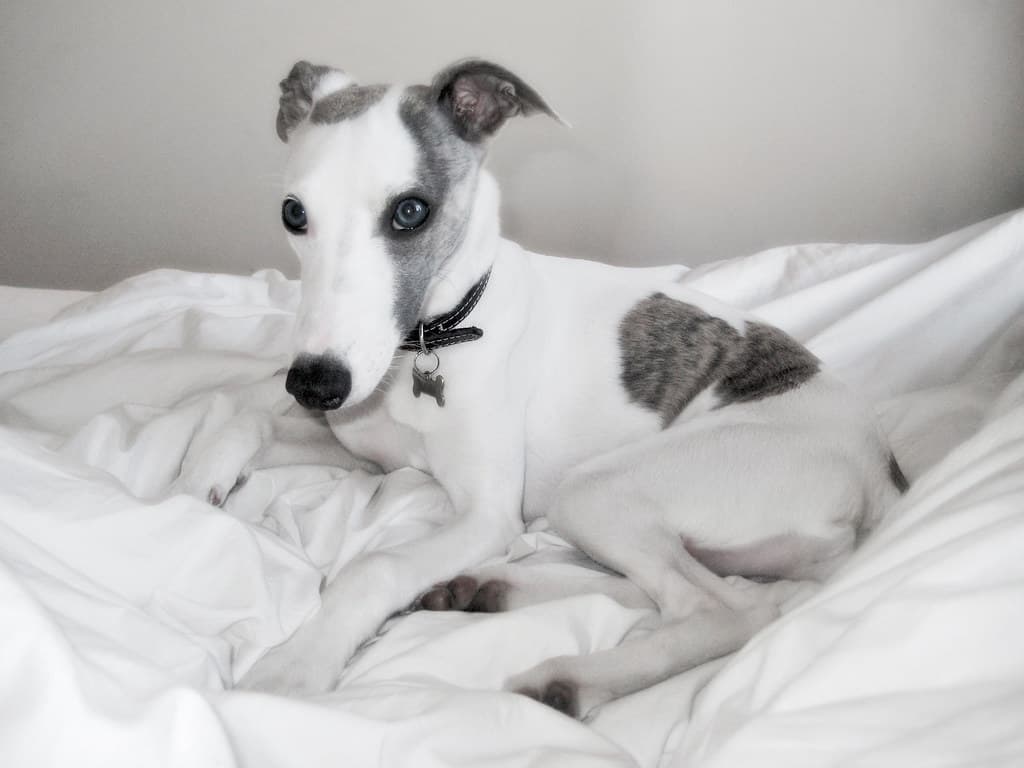 Misha at 8 months old