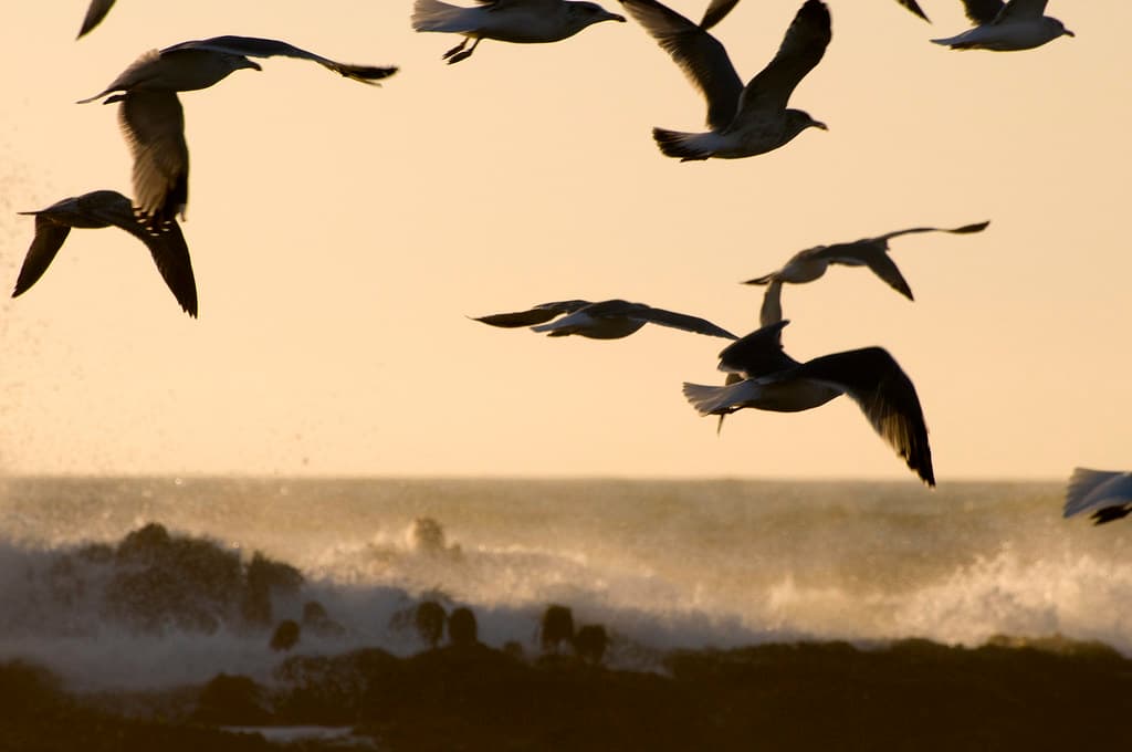 Seagulls and Waves