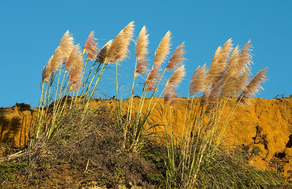 Glowing Pampas Grass