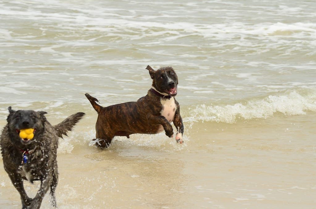 Kiba Beach