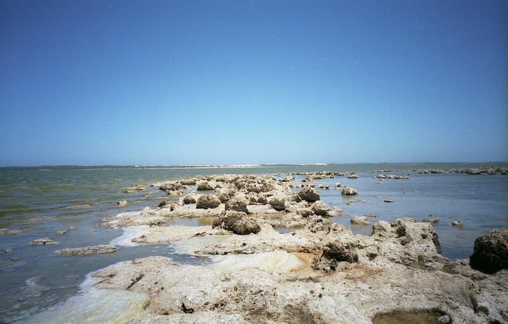 Lake Albert Pelican Preserve