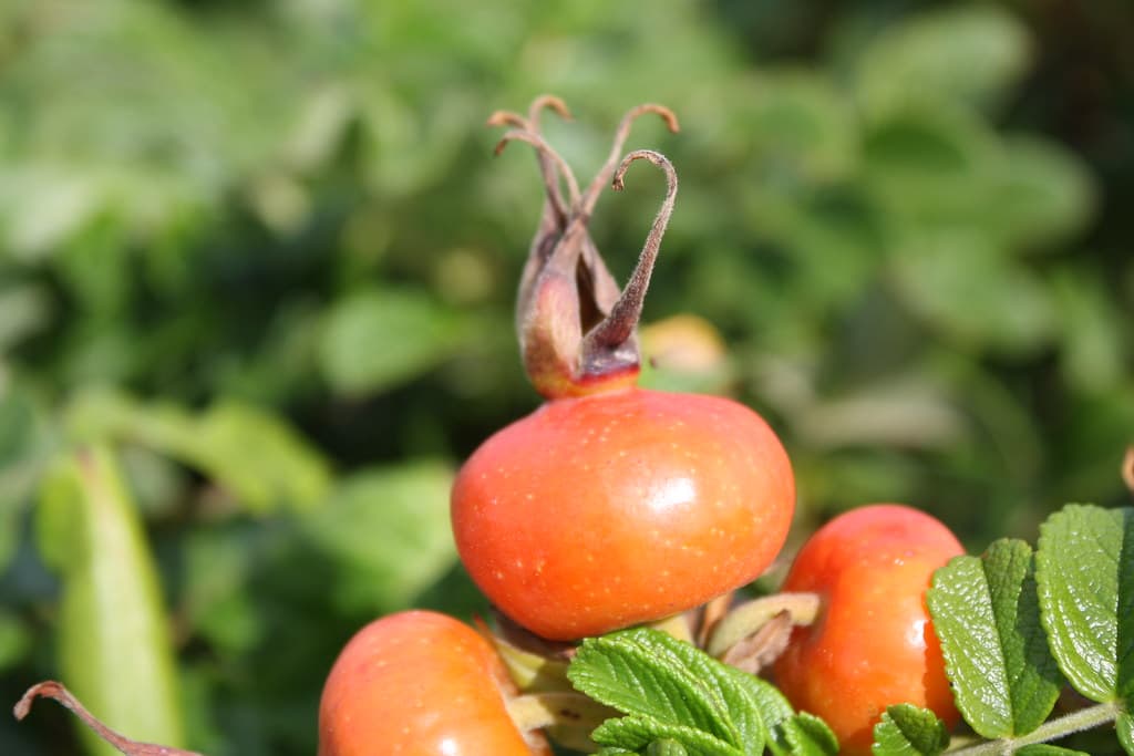 Beach Rose - Rosa rugosa - hamanasu