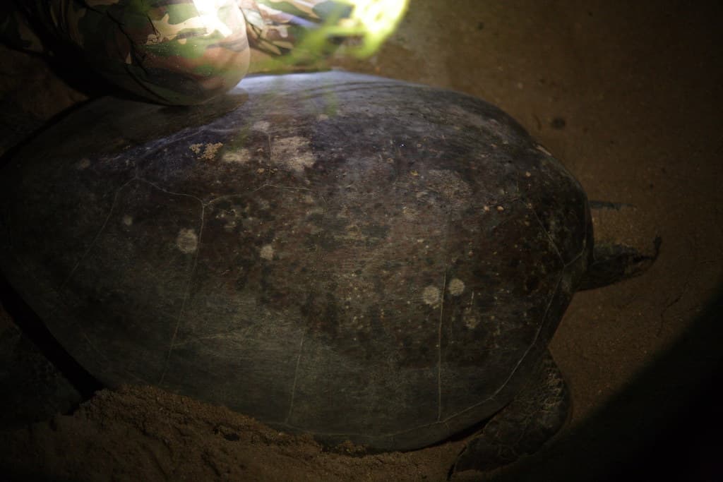 turtle-island-rikenon-55-14-5d_MG_1214