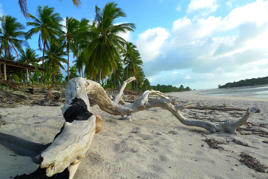 Badu Island Lilly Beach