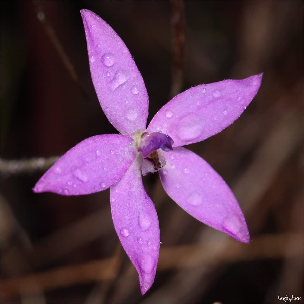 Caladenia sp. Orchid