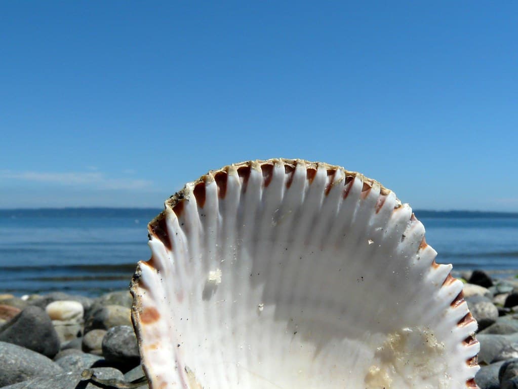 Fay Bainbridge Park Beach
