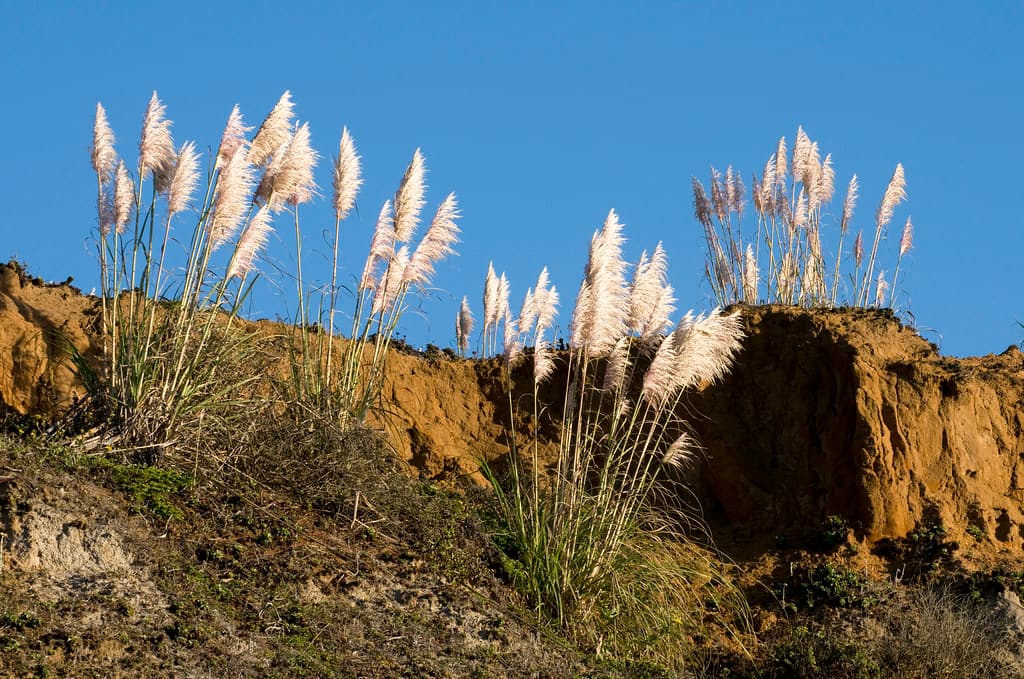 Glowing Pampas Grass