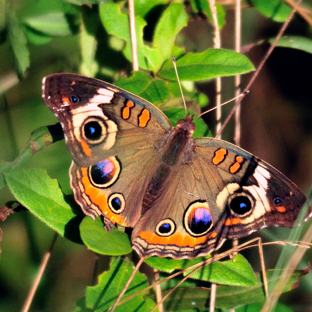 Common Buckeye