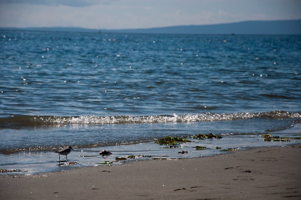 Alone Gull