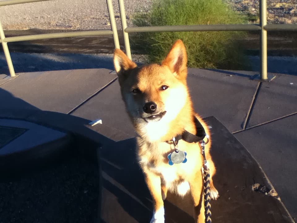 taro turns 2! (pic #1)