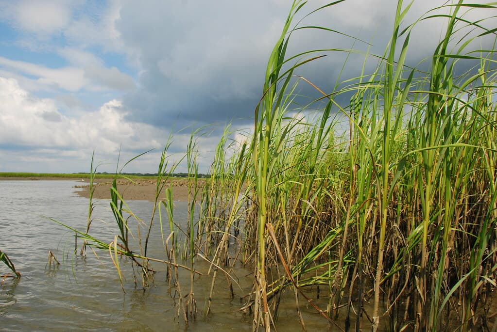 South Carolina Wetlands