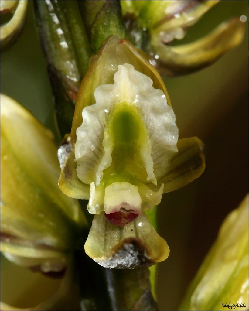 Leek Orchid