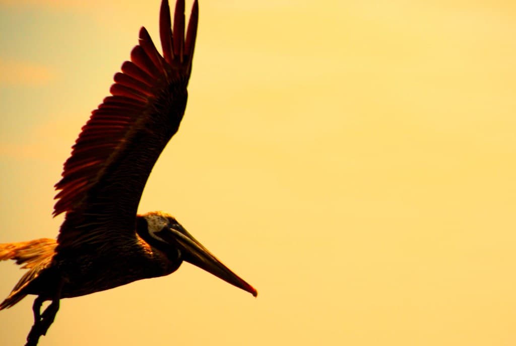 Landing
